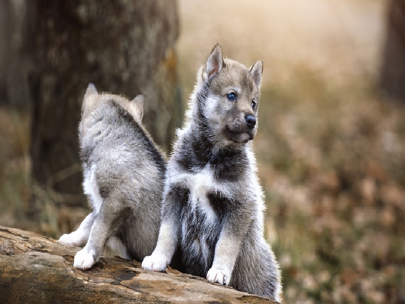 试管内气泡运动,南方试管前期检查什么
